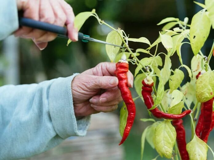 Red Chilli Benefits